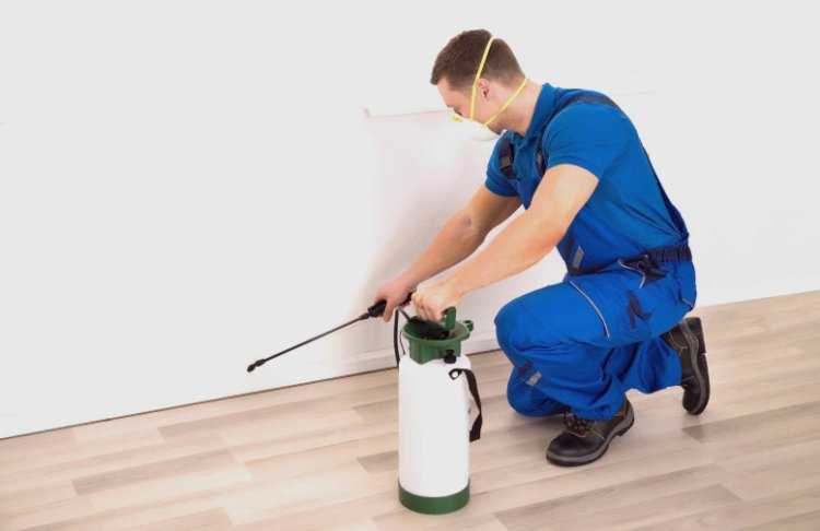 The Best Natural Remedies for Common Household Pests
