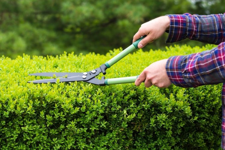 Expert Hedge Care Bradford | Bradford Tree Surgeon Services