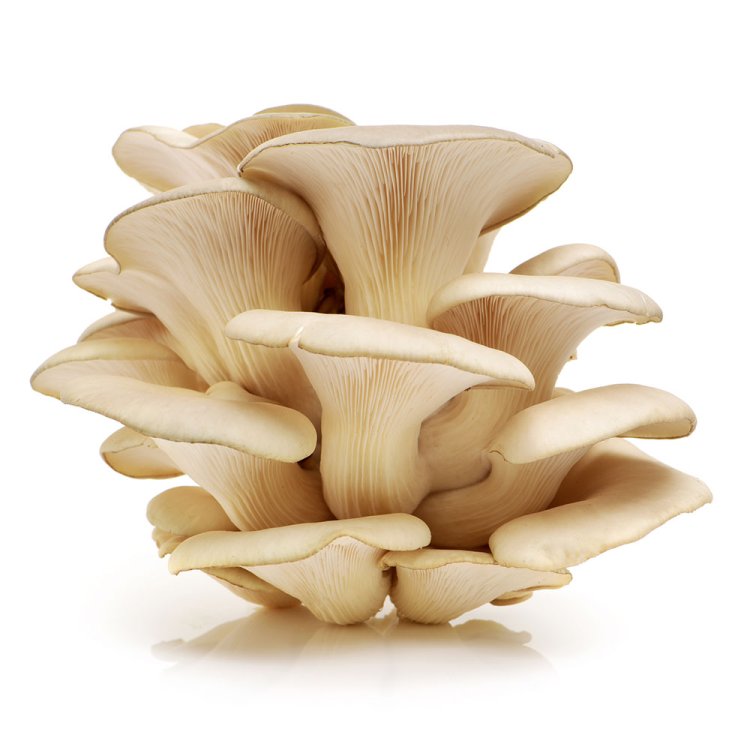Golden Teacher Mushrooms – A Legendary Psilocybe Cubensis Strain
