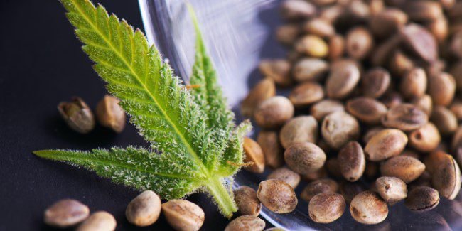 Fast Cannabis Service in Brea: Quick and Reliable Weed Delivery Options