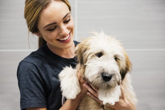Home Pet Spa: How to Create a Spa-Like Experience for Your Pet at Home