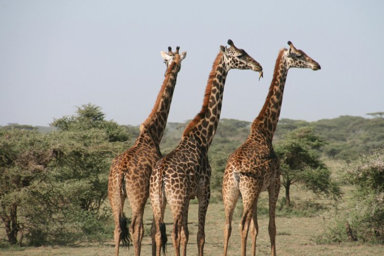 Explore Tanzania with All-Inclusive Safari & Cultural Tour Packages