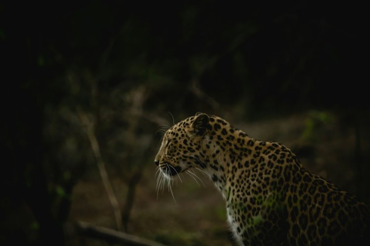 Gir National Park Tour Packages: Explore the Land of the Asiatic Lions
