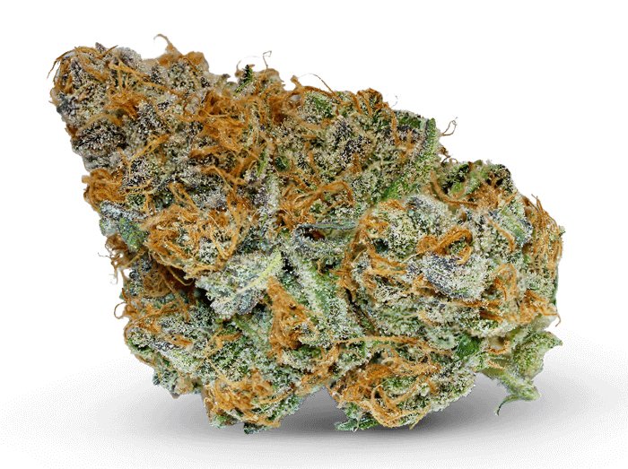 Unveiling Jilly Bean: An In-Depth Analysis of a Unique Cannabis Cultivar