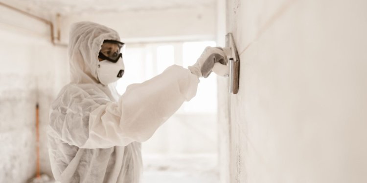 Why Mold Removal is Essential for a Healthy Home
