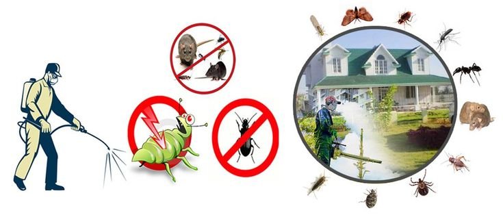 Pest Control and Termite Treatment in Lahore