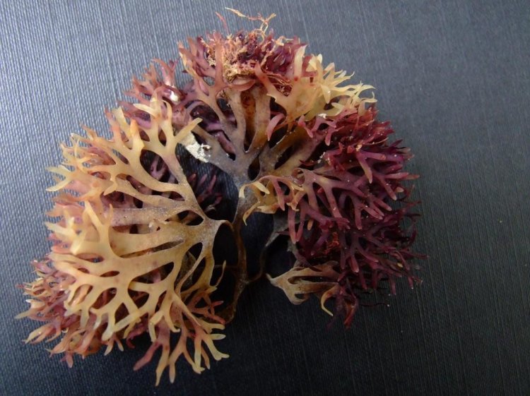 Top Irish Sea Moss Benefits for Skin Health and Immunity