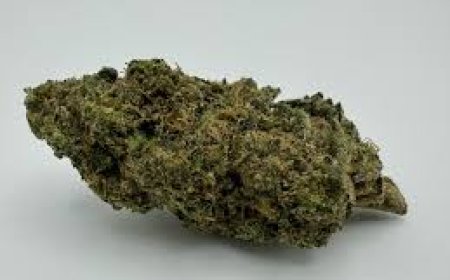 Top Insights into Sour OG Strain and the World of Cannabis Seeds: Your Complete Guide