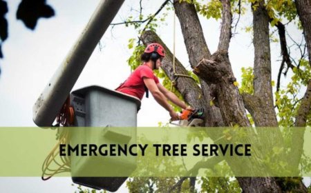 Emergency Tree Removal: When Every Second Counts