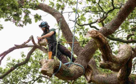 Emergency Tree Removal: What to Do When a Tree Becomes a Threat