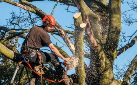 Emergency Tree Removal: What to Do When Danger Strikes