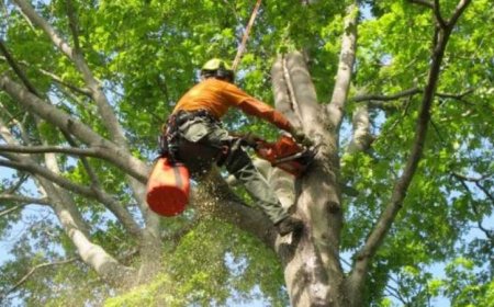 Ultimate Guide to Tree Services: Everything You Need to Know