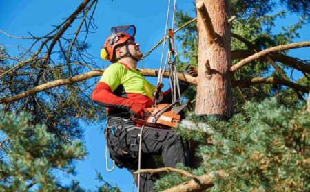 Tree Care Services: The Ultimate Guide to Healthy, Happy Trees