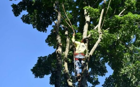 Complete Guide to Tree Service: Types, Benefits & How to Choose the Right Provider