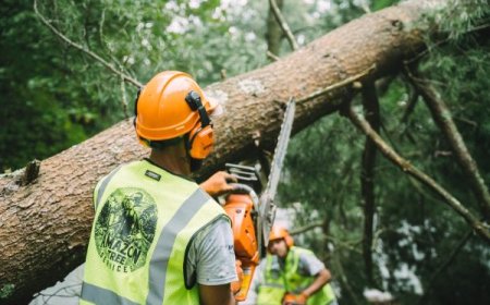Tree Service: Complete Guide to Caring for Your Trees