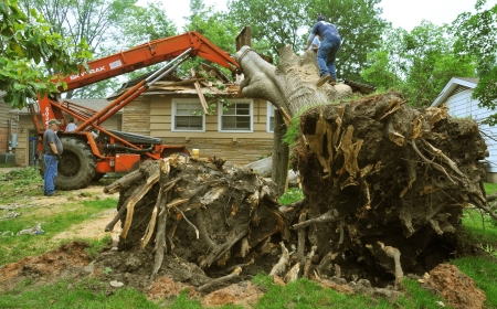 Deadwood Removal Services in Milton Keynes: What to Expect