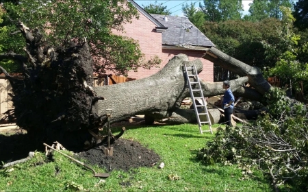 Deadwood Removal Services in Derby: What to Expect