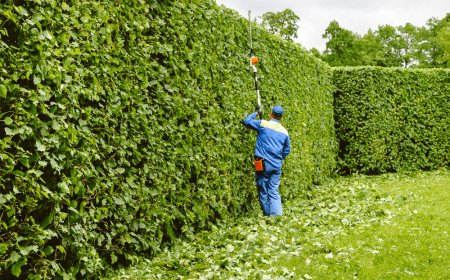 What’s the Best Time of Year to Trim Hedges?