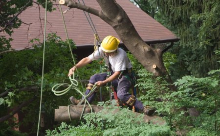 Why Are Blackpool Tree Surgeons Essential for Property Maintenance?