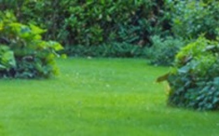 Professional Lawn Mowing Services in Little Bay with Reliable and Affordable Local Experts