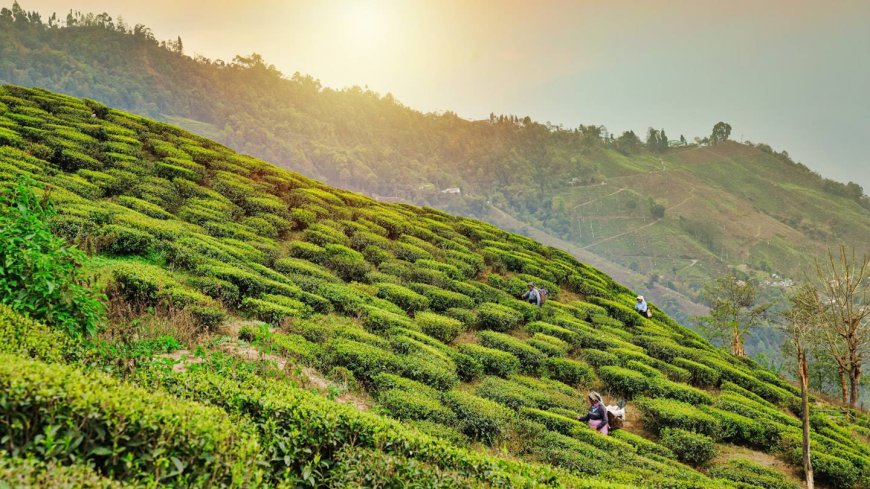 A Complete Travel Guide to Darjeeling: The Queen of the Hills