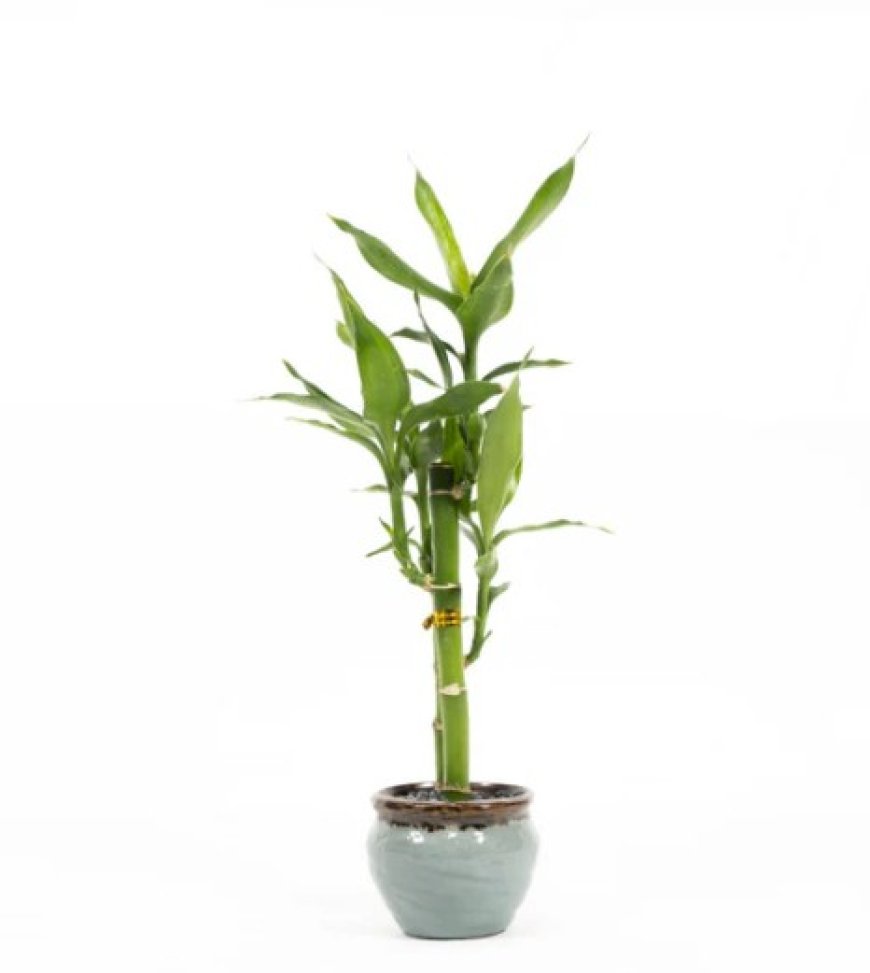 Top 7 Indoor Plants South Melbourne Residents Love Right Now