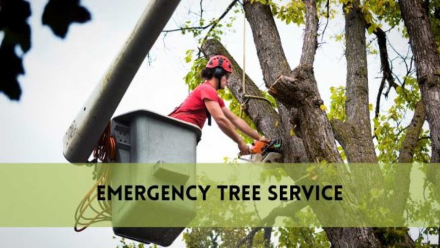Emergency Tree Removal: When Every Second Counts