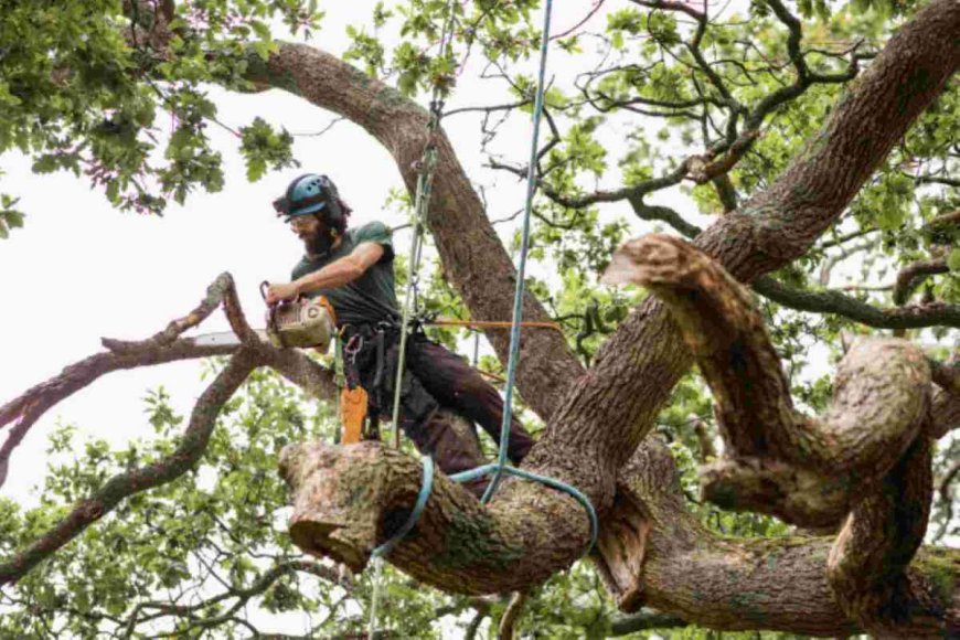 Emergency Tree Removal: What to Do When a Tree Becomes a Threat
