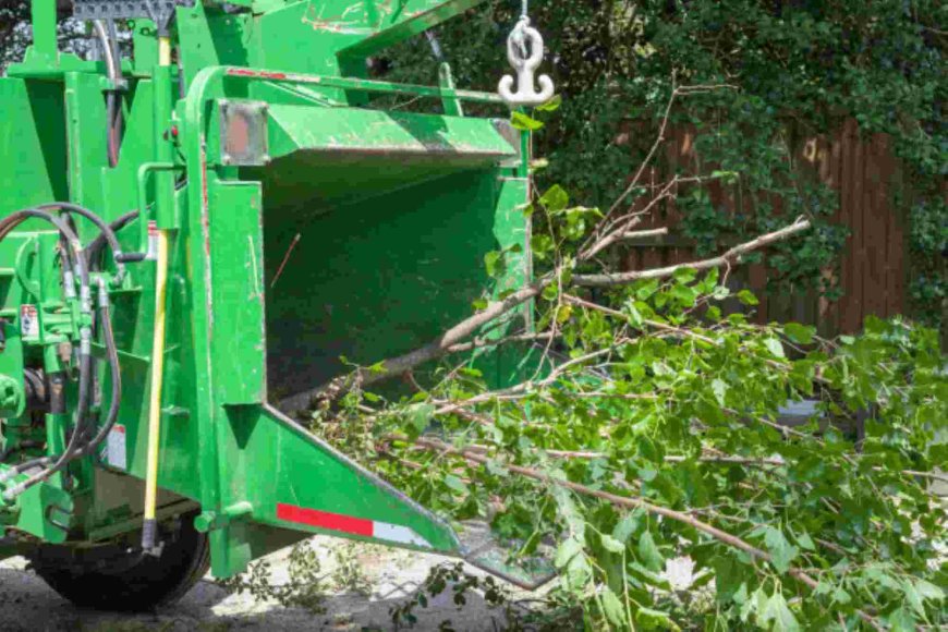 Emergency Tree Removal: What to Do When a Tree Becomes a Threat