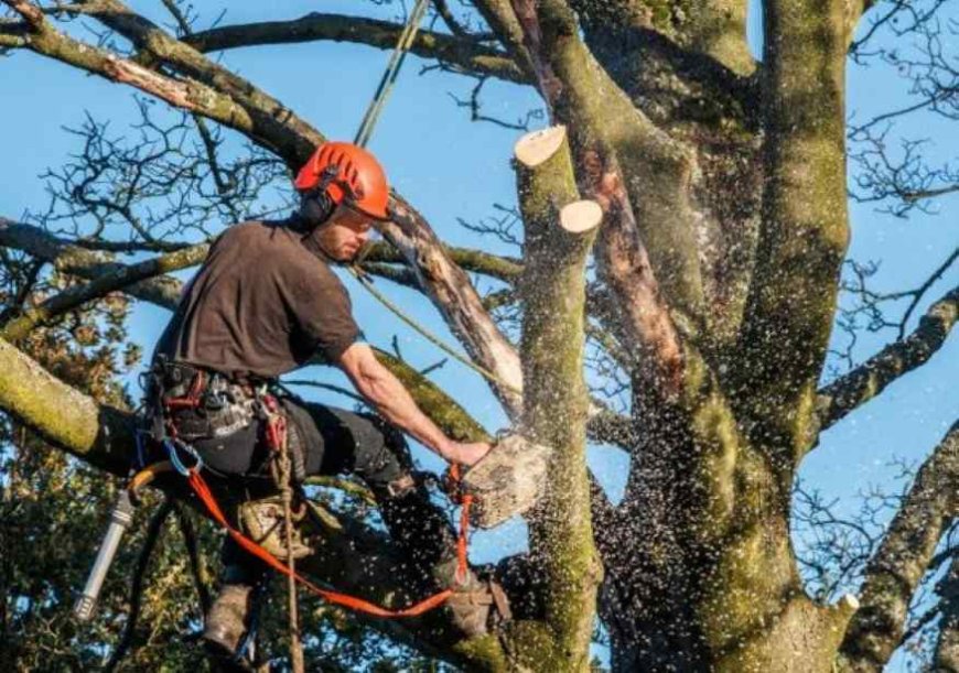 Emergency Tree Removal: What to Do When Danger Strikes