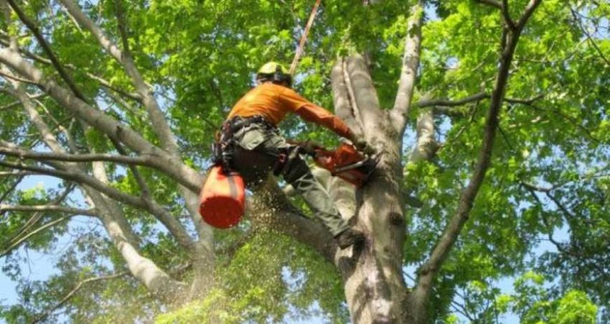 Ultimate Guide to Tree Services: Everything You Need to Know