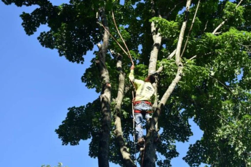 Complete Guide to Tree Service: Types, Benefits & How to Choose the Right Provider