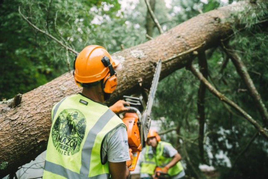 Tree Service: Complete Guide to Caring for Your Trees