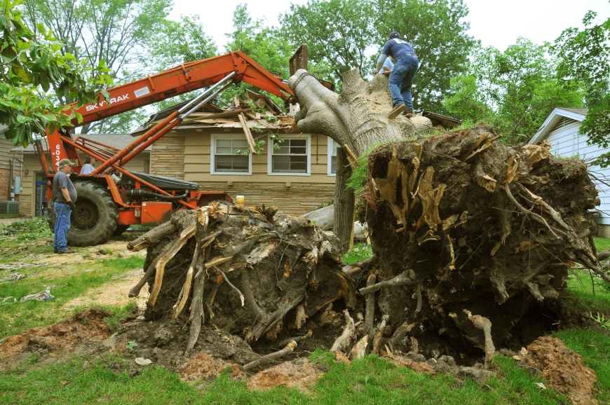 Deadwood Removal Services in Milton Keynes: What to Expect