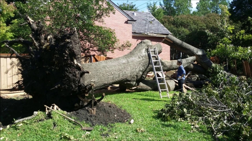 Deadwood Removal Services in Derby: What to Expect