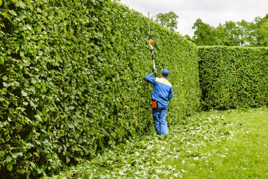 What’s the Best Time of Year to Trim Hedges?