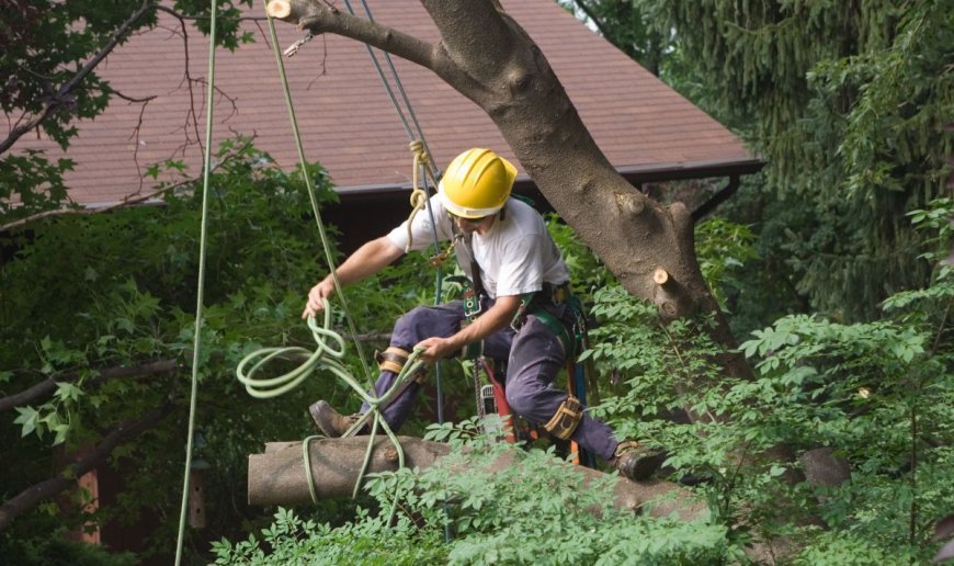 Why Are Blackpool Tree Surgeons Essential for Property Maintenance?