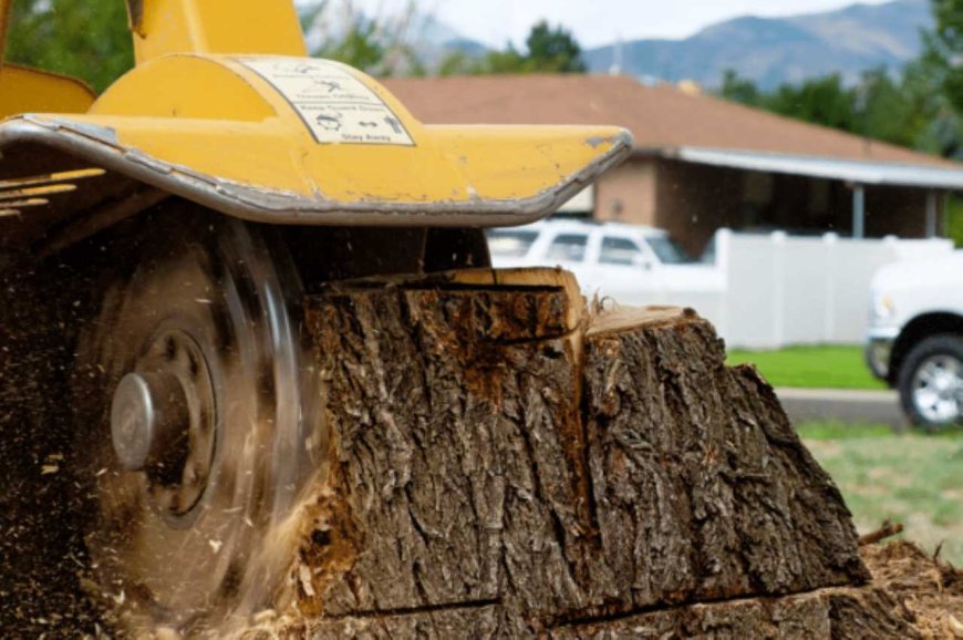Stump Grinding: The Ultimate Guide to Removing Tree Stumps the Smart Way
