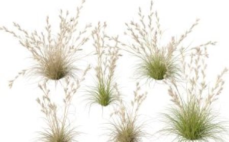 Free BIM Plants 3D Models Download – Instant Access