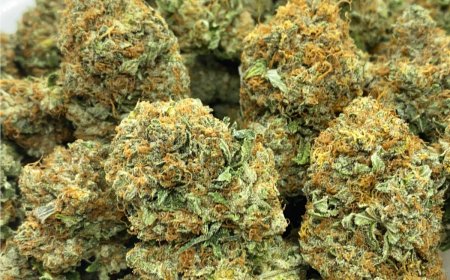 Bulk Weed Delivery: What You Need to Know Before Ordering