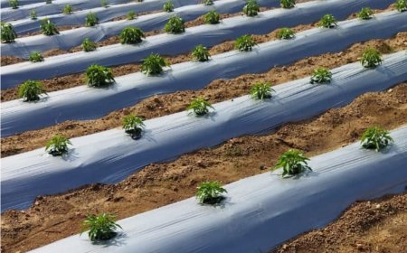 Innovative Solutions and Benefits of Mulch Film in Modern Agriculture