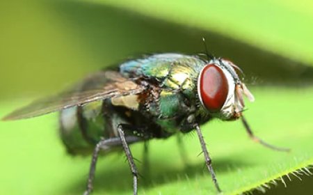 The Hidden Link Between Poor Waste Management and Fly Infestations in Dubai