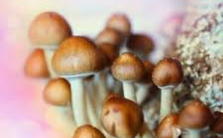 Magic Mushrooms Canada Is Popular Worldwide Due To Following Reasons
