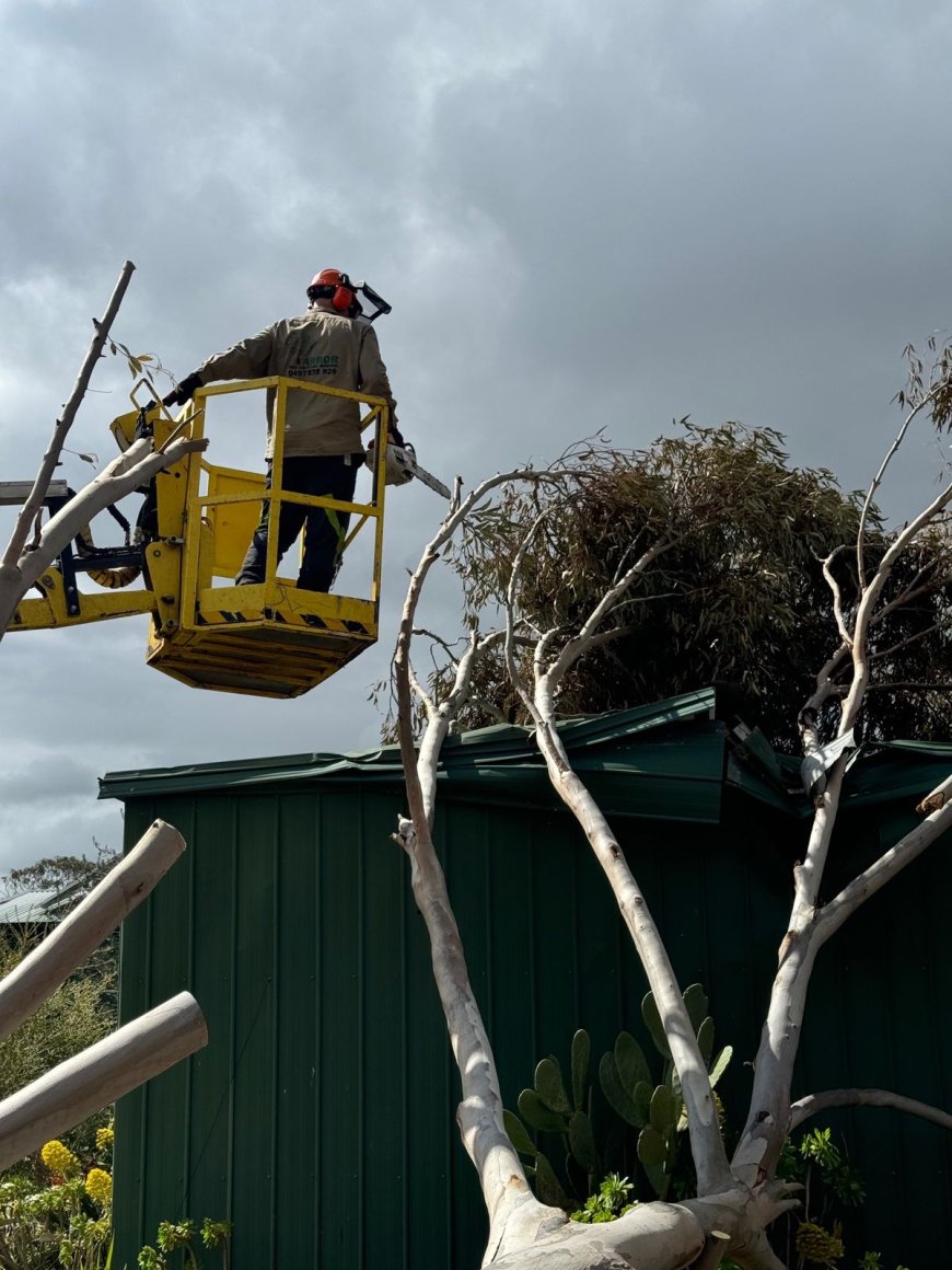 Emergency Tree Removal Services: What to Expect from Benj Geerling’s Team