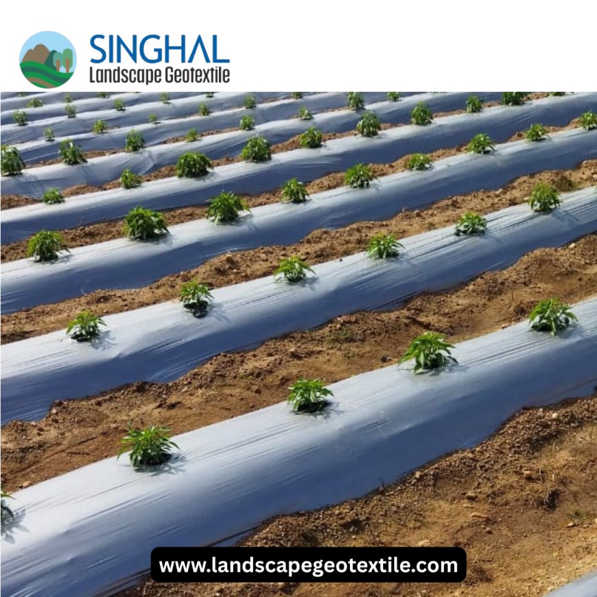 Innovative Solutions and Benefits of Mulch Film in Modern Agriculture