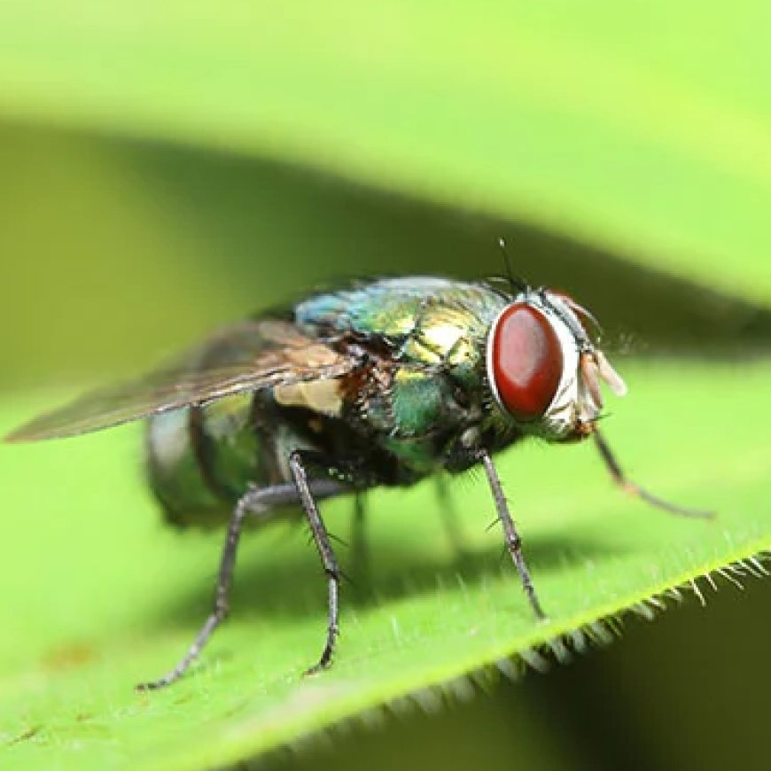 The Hidden Link Between Poor Waste Management and Fly Infestations in Dubai