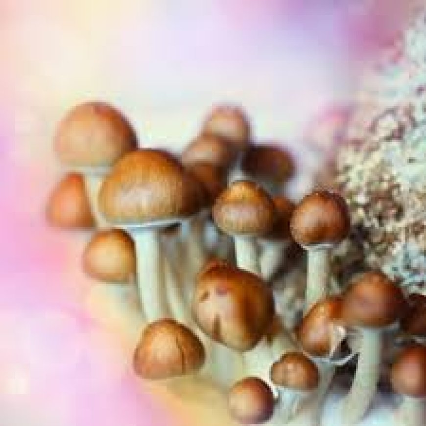 Magic Mushrooms Canada Is Popular Worldwide Due To Following Reasons