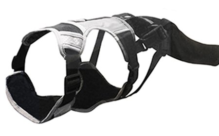 What Are the Best Ways to Prevent Tail Injuries in Dogs?