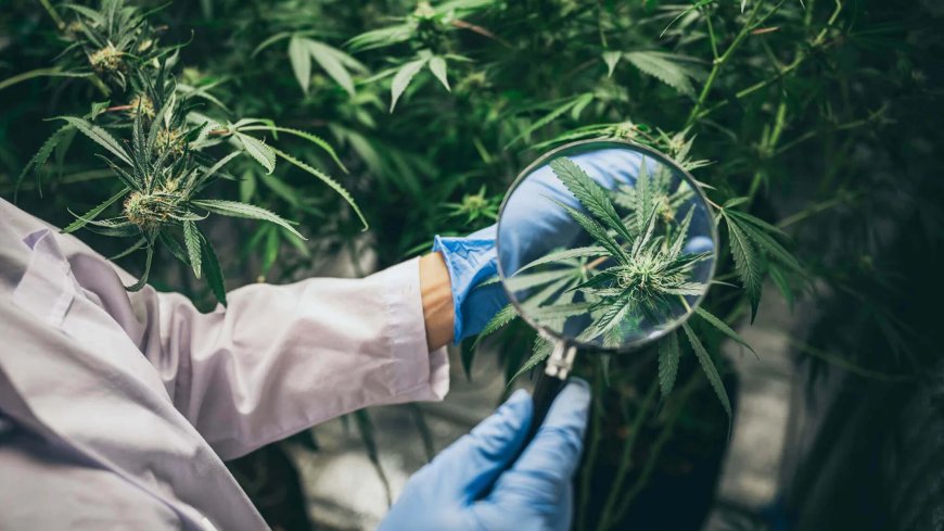 Cannabis Dispensary in BC-What about the Prices and Trend?