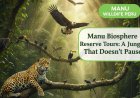 Manu Biosphere Reserve Tours : A Jungle That Doesn’t Pause
